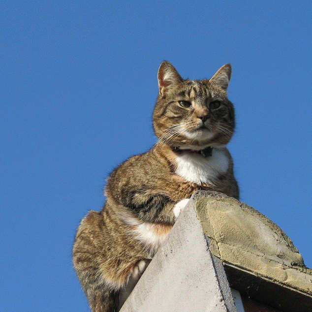 Un gato atigrado real posado en un poste de piedra, posiblemente una inspiración para el personaje de Simon's Cat. Un gato atigrado real posado en un poste de piedra, posiblemente una inspiración para el personaje de Simon's Cat.