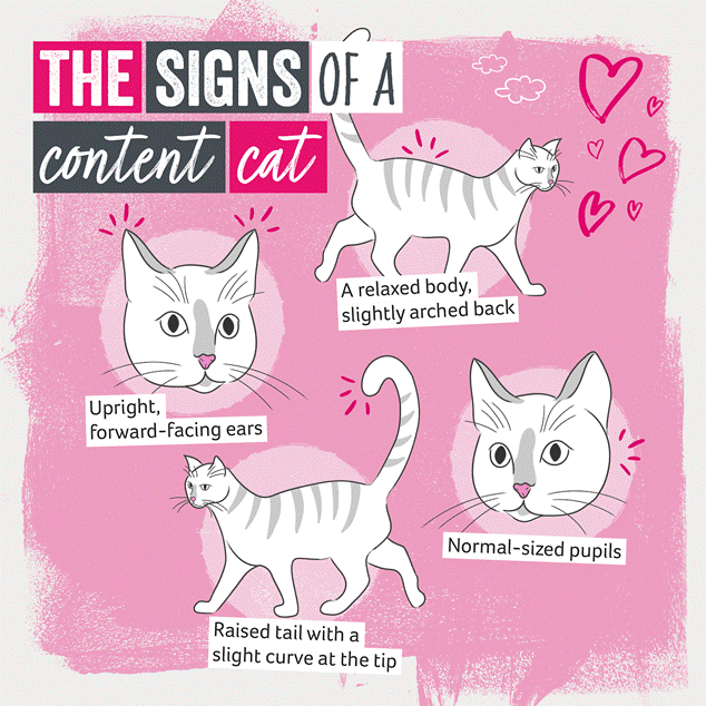 Signos de un gato contento incluyen cuerpo relajado, orejas hacia adelante, pupilas normales y una cola levantada ligeramente curvada.