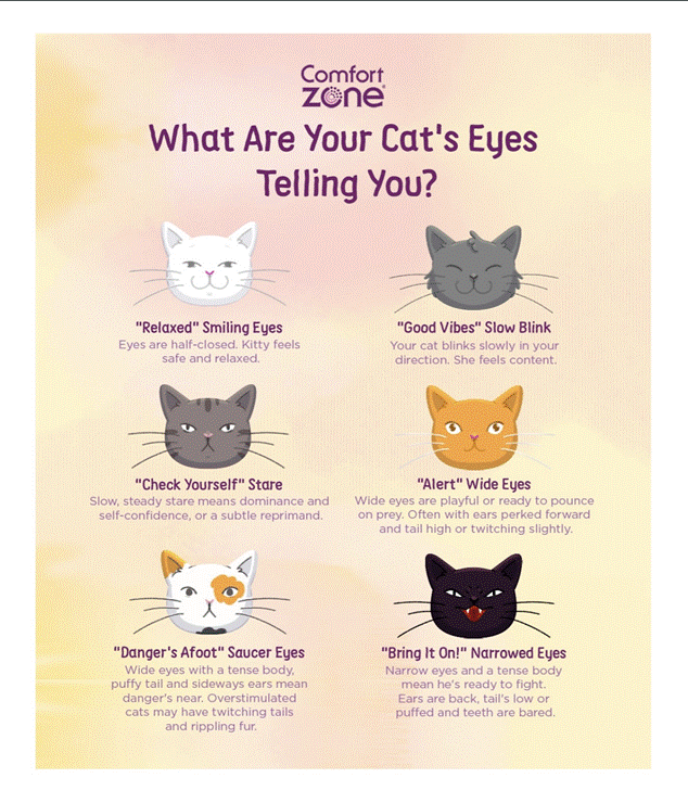 Las expresiones de los ojos de los gatos y sus significados revelan las emociones e intenciones del gato a través de diferentes formas de ojos y parpadeos.