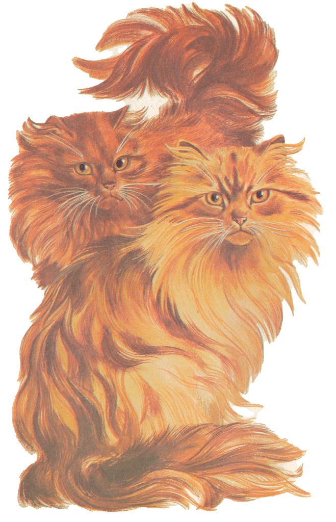 Gato atigrado rojo persa Gato atigrado rojo persa