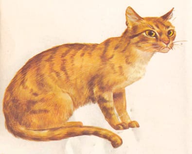 gato-kaffir gato kaffir