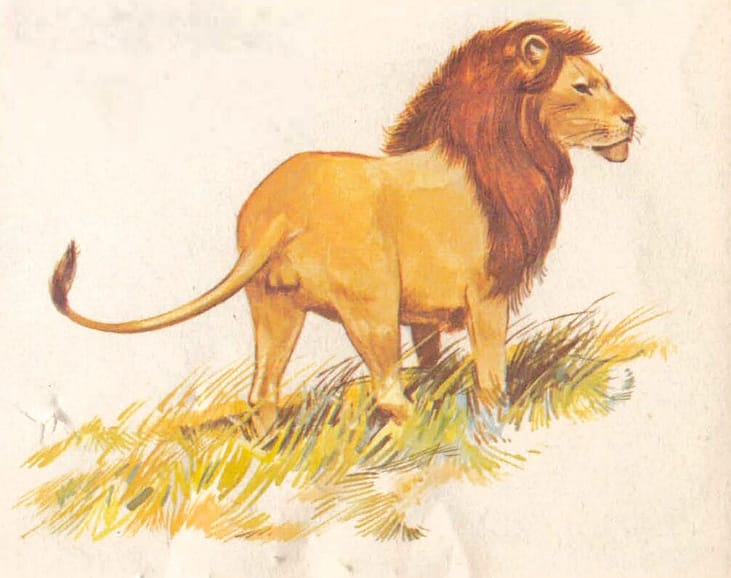 zowel-de-leon Tanto el gato doméstico como el león es un miembro de la familia Felidae.