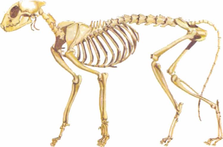 Sistema óseo Sistema óseo