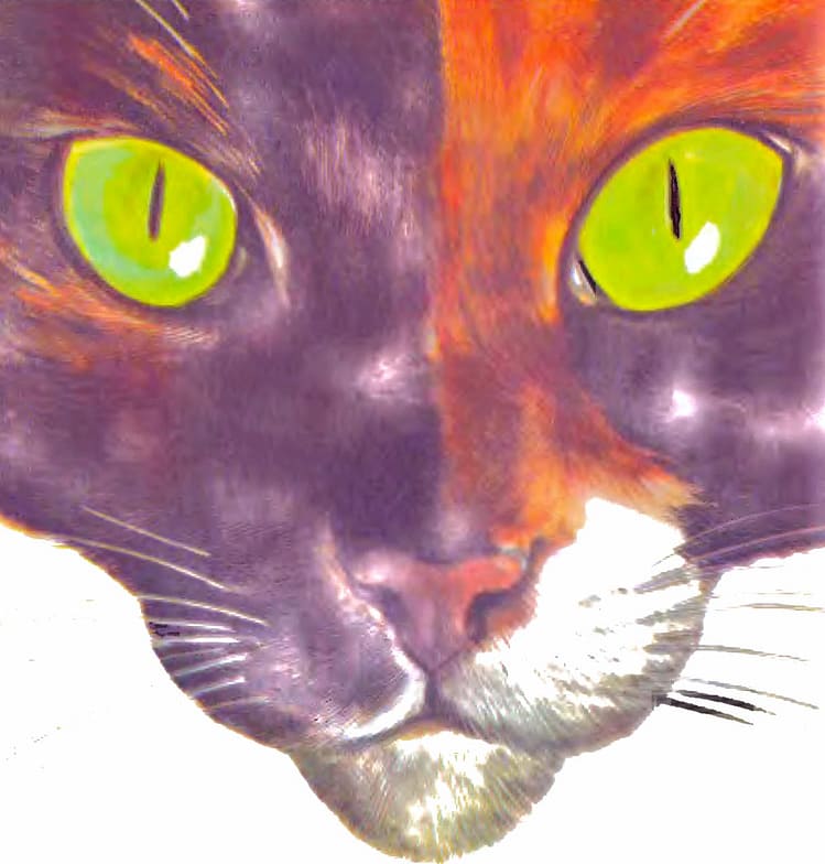 Los gatos domésticos Los gatos domésticos