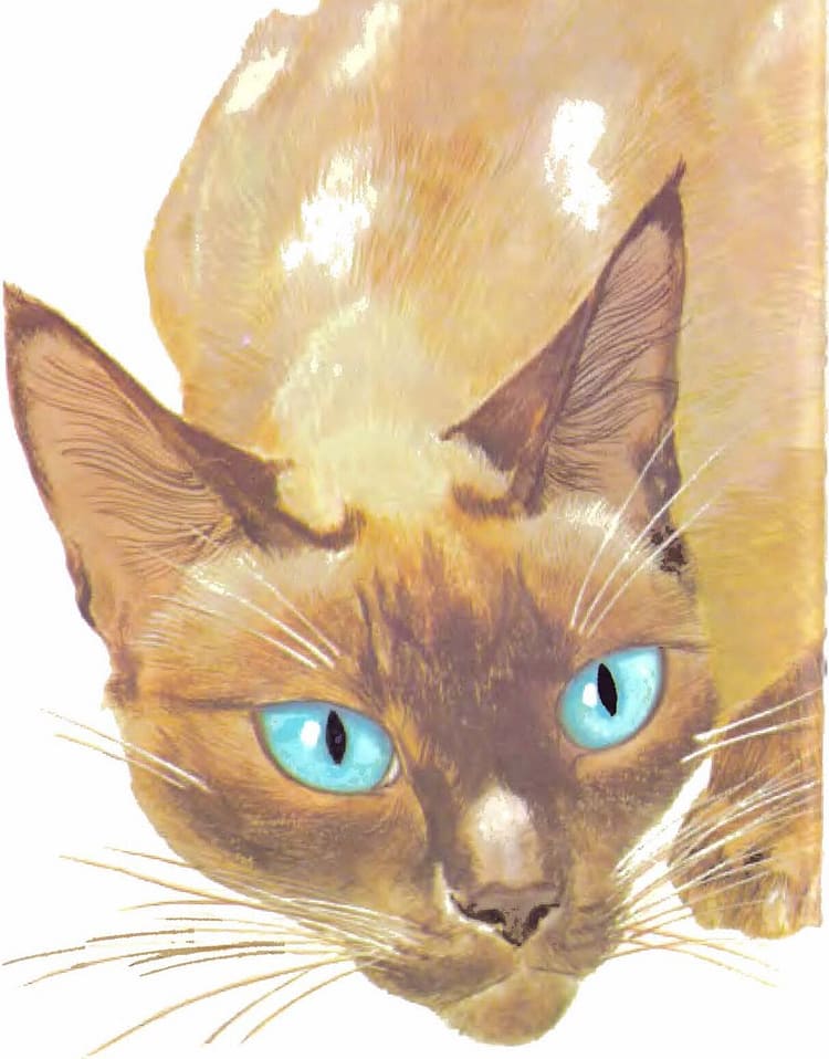 pelos táctiles del gato pelos táctiles del gato