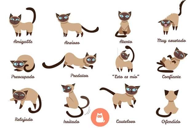 Posturas de gatos ilustradas que muestran diferentes lenguajes corporales y emociones felinas.