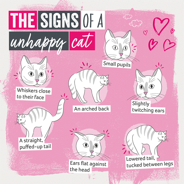 Los signos de un gato infeliz incluyen bigotes cerca de la cara, pupilas pequeñas, orejas temblorosas, espalda arqueada, cola hinchada, orejas planas y cola baja y recogida.